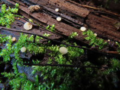 Pyrenopeziza personata