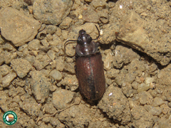 Physea setosa