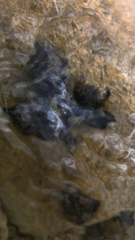 Dreissena polymorpha