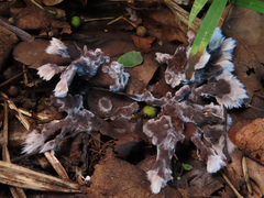 Thelephora penicillata