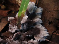 Thelephora penicillata