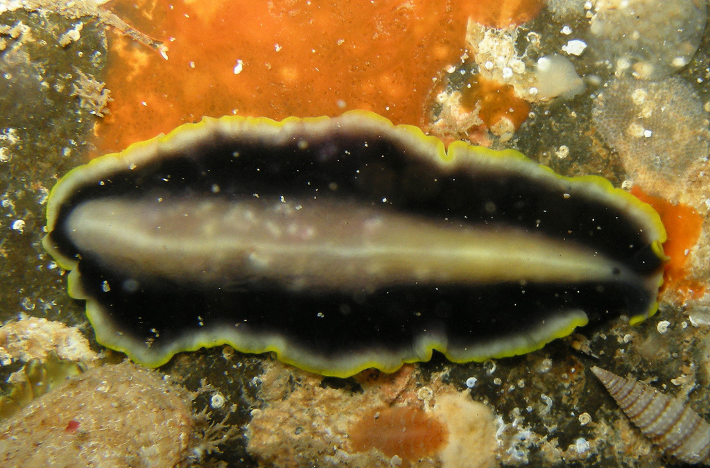 Pseudoceros paralaticlavus