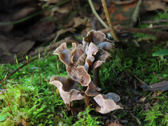Craterellus undulatus