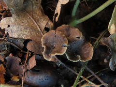 Craterellus undulatus