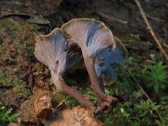 Craterellus undulatus