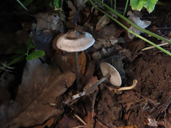 Tephrocybe rancida