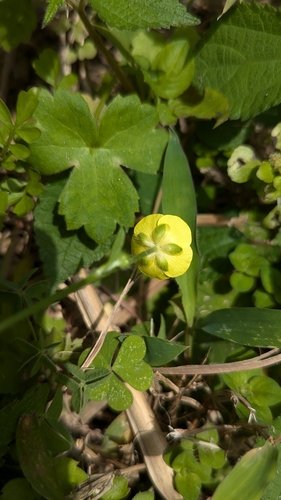 Image of Ranunculus japonicus by (c) Cheng-Te Hsu, some rights reserved (CC BY)