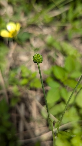 Image of Ranunculus japonicus by (c) Cheng-Te Hsu, some rights reserved (CC BY)