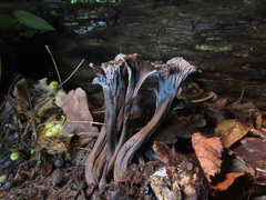 Craterellus cinereus