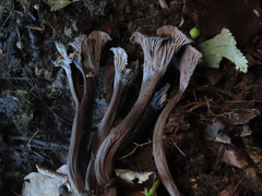 Craterellus cinereus