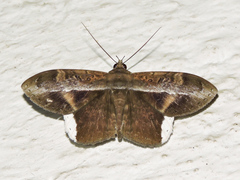 Hemeroblemma mexicana