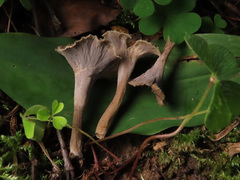 Craterellus undulatus