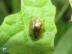 Agroiconota punctipennis