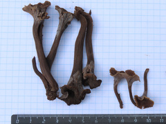 Craterellus cinereus