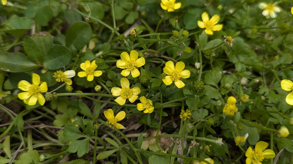 Ranunculus ternatus; photograph (c) Cheng-Te Hsu, some rights reserved (CC BY)