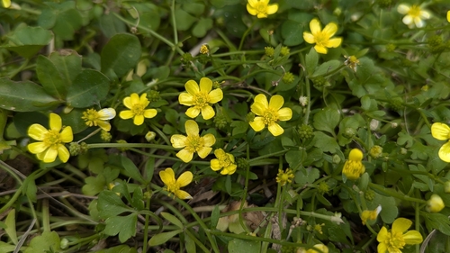 Catclaw buttercup (Ranunculus ternatus)