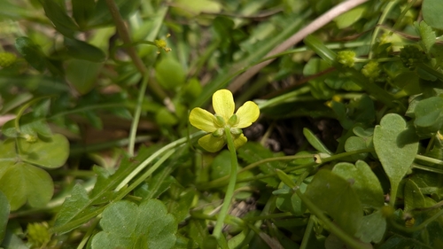 Ranunculus ternatus, photograph 1