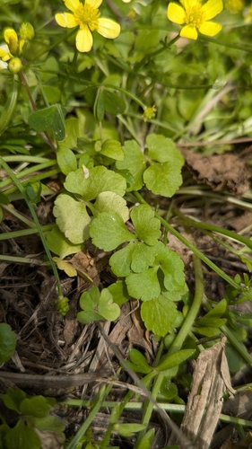 Image of Ranunculus ternatus by (c) Cheng-Te Hsu, some rights reserved (CC BY)