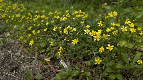 Image of Ranunculus ternatus by (c) Cheng-Te Hsu, some rights reserved (CC BY)