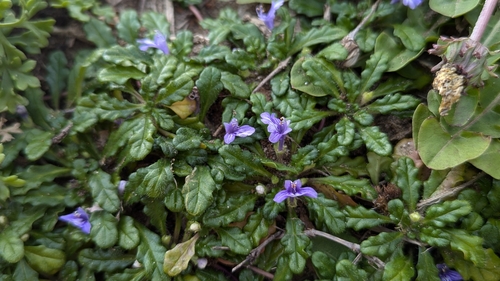 Ajuga pygmaea, photograph 4