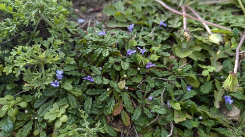 Image of Ajuga pygmaea by (c) Cheng-Te Hsu, some rights reserved (CC BY)