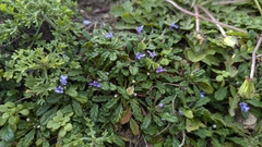 Ajuga pygmaea, photograph (c) Cheng-Te Hsu, some rights reserved (CC BY)
