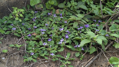 Image of Ajuga pygmaea by (c) Cheng-Te Hsu, some rights reserved (CC BY)