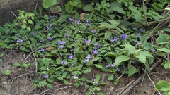 Ajuga pygmaea, photograph (c) Cheng-Te Hsu, some rights reserved (CC BY)
