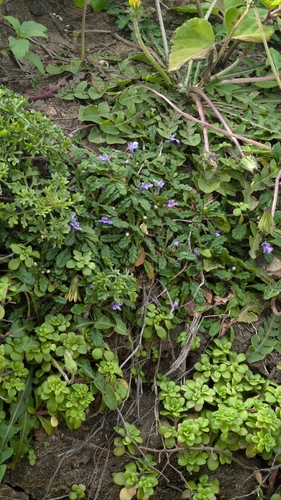 Image of Ajuga pygmaea by (c) Cheng-Te Hsu, some rights reserved (CC BY)