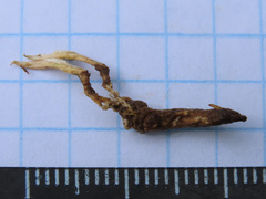 Cordyceps farinosa