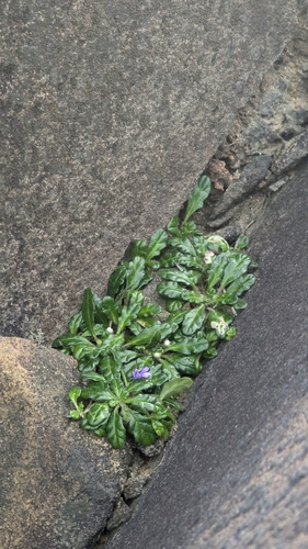 Ajuga pygmaea, photograph 3