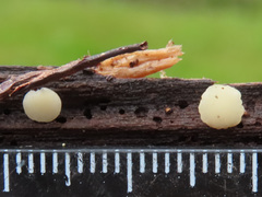 Pyrenopeziza personata