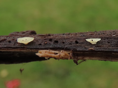 Pyrenopeziza personata