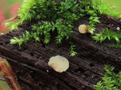 Pyrenopeziza personata