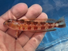 Harlequin Sandperch photo 2