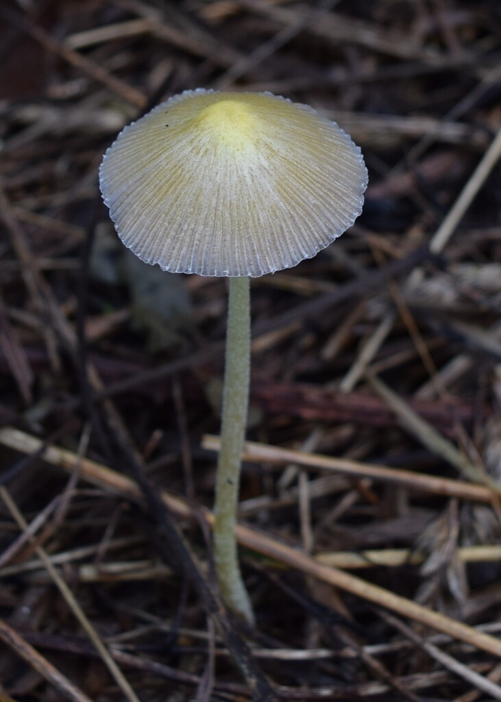 Bolbitius titubans · April 2025 · photo: © davidwhyte (iNaturalist, cc-by-sa)