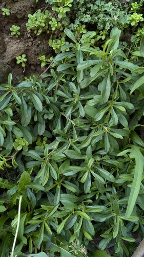 Silene fissipetala, photograph 3