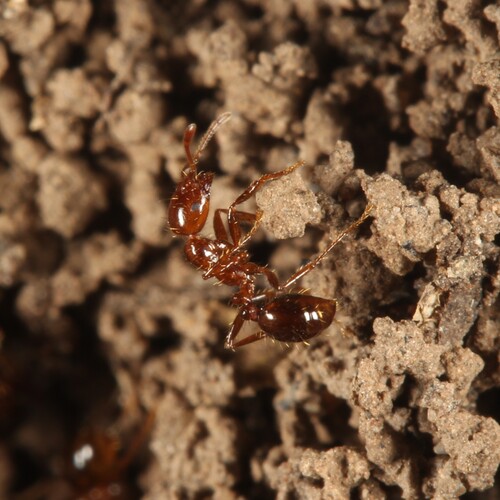 Red imported fire ant