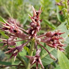 Asclepias speciosa × syriaca