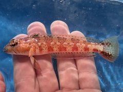 Harlequin Sandperch photo 1