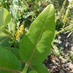 Asclepias speciosa × syriaca