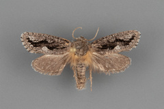 Acrolophus minor