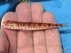 Banded Lizardfish photo 2