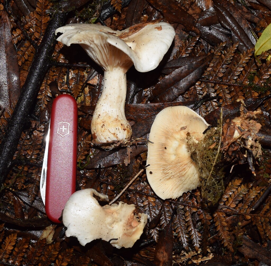 Clitocybe nebularis · April 2025 · photo: © davidwhyte (iNaturalist, cc-by-sa)