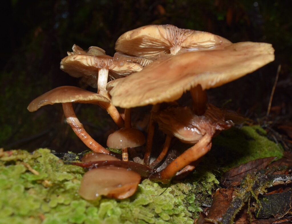 Armillaria novae-zelandiae · April 2025 · photo: © davidwhyte (iNaturalist, cc-by-sa)