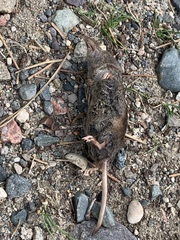 Sorex arcticus
