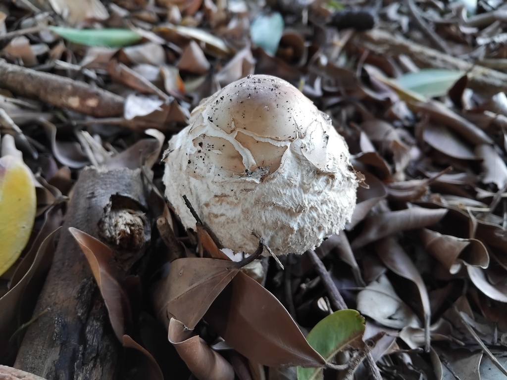 Chlorophyllum nothorhacodes · April 2025 · photo: © sofiazed1 (iNaturalist, cc-by)
