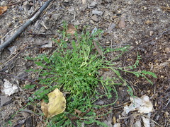 Ornithopus perpusillus