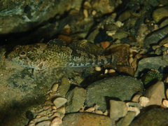 Cottus gobio
