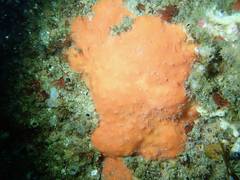 Dragmacidon mexicanum